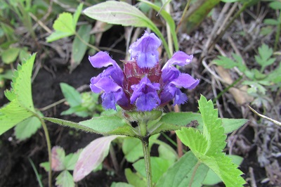 image41