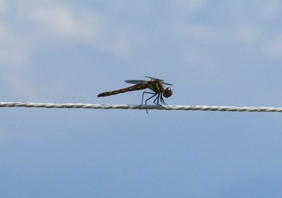 image49