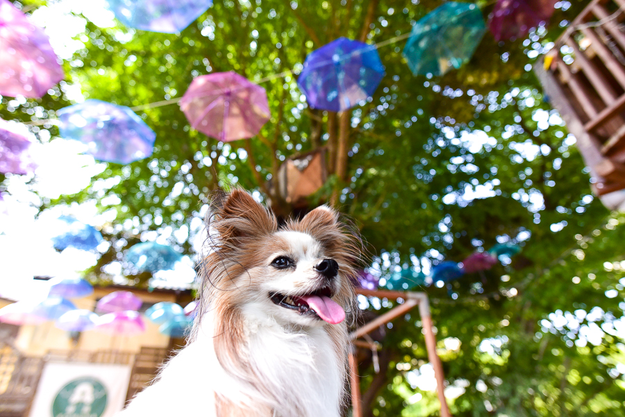 千葉市周辺の愛犬と一緒に行けるフォトジェニックなカフェ5選 愛犬との旅行ならイヌトミィ