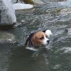 お盆休みは丹沢湖の清らかな流れの川で川遊び＜神奈川県・足柄上郡＞