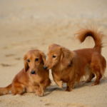 夏休みは海も温泉も！？伊豆・熱海でワンちゃんと泊まれるペンションはここ！