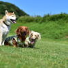 広大な自然の中で愛犬と思いっきり遊ぼう！広島県でドッグランがあるスポット3選！