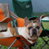 開放感抜群！夏休みに愛犬と一緒に楽しめる関東のバーベキュースポット