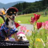 愛犬と一緒に那須旅行！夏休みにおすすめの観光スポットをご紹介