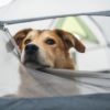 愛犬と自然の中で非日常体験！山梨県のペット同伴間可能なキャンプ場5選