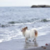 ガイドブックにも載ってない！？神奈川の穴場海岸、城ヶ島で愛犬と遊べるプライベート空間！