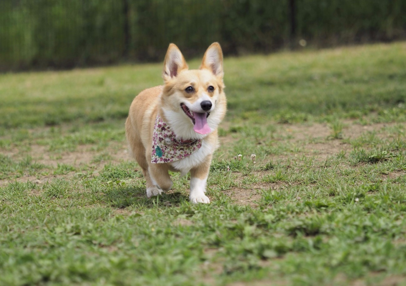 愛犬と一緒にリフレッシュ 関東近郊おすすめサービスエリア5選 愛犬との旅行ならイヌトミィ