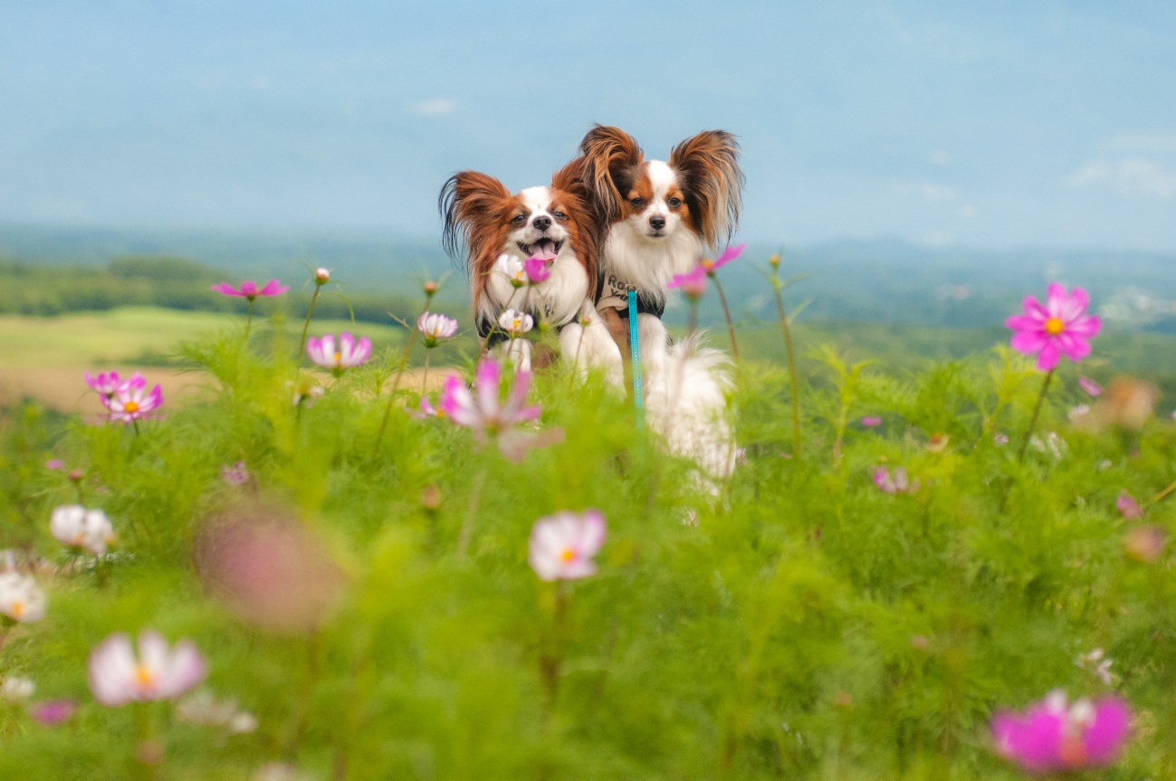 見頃はいつから 南関東で愛犬とコスモスを見ながら散策スポット15選 愛犬との旅行ならイヌトミィ