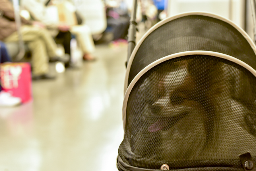 Jr線での愛犬と電車移動で最適なキャリーバックはどれ 愛犬との旅行ならイヌトミィ