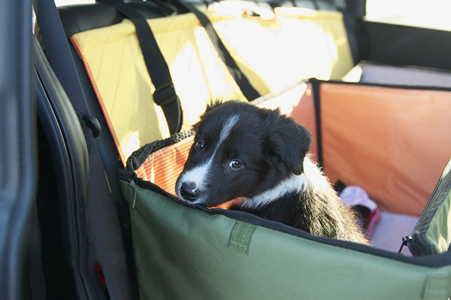 ワンちゃんが車酔いする原因は大きく３つ それぞれの対策方法とは 愛犬との旅行ならイヌトミィ