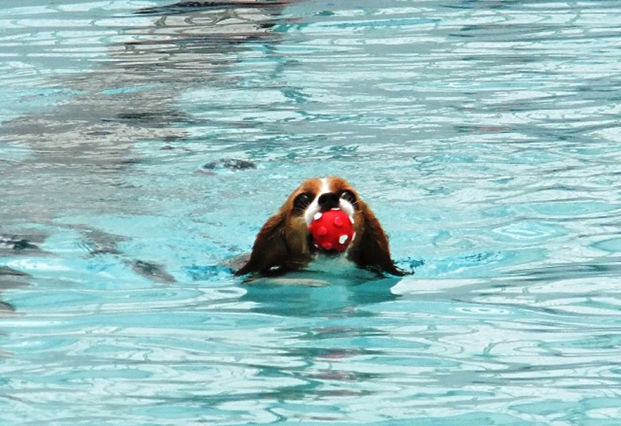 山中湖2泊3日ぐるり旅 その２ Woofのドッグランと25ｍプールを満喫 愛犬との旅行ならイヌトミィ