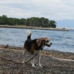 愛犬と日帰りふたり旅！大瀬神社～ビャクシン樹林～大瀬崎の神池