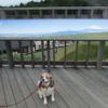 愛犬と一緒に箱根旅行！日本一長い吊り橋スカイウォークと仙石原 すすき草原