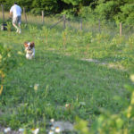 愛犬と秋の味覚狩り+αを満喫できる広島の農園スポット3選