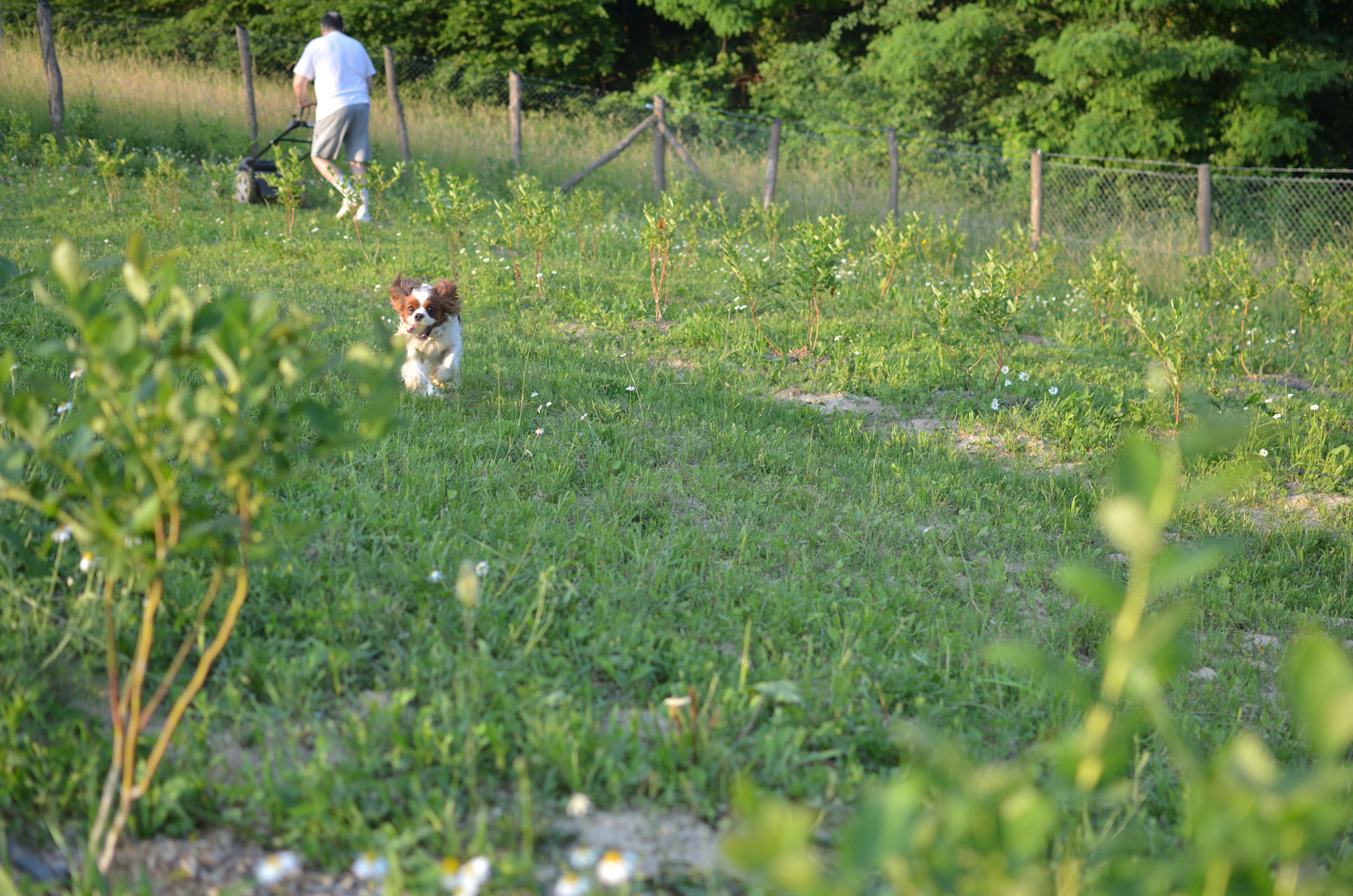 愛犬と秋の味覚狩り Aを満喫できる広島の農園スポット3選 愛犬との旅行ならイヌトミィ 愛犬と秋の味覚狩り Aを満喫できる広島の農園スポット3選 愛犬との旅行ならイヌトミィ