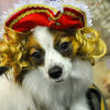 愛犬も仮装してハロウィンパレードに参加してみよう！ハロウィンイベント特集！