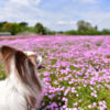 「富田さとにわ耕園」は愛犬と芝桜やコスモスが見られる千葉市の穴場スポット！