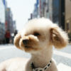 東京の住みたい街ランキング常連の街「吉祥寺」は愛犬も住みやすい！?