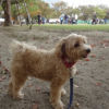 愛犬と一緒に運動不足とは無縁の生活♪神奈川県の愛犬と遊べる公園7選