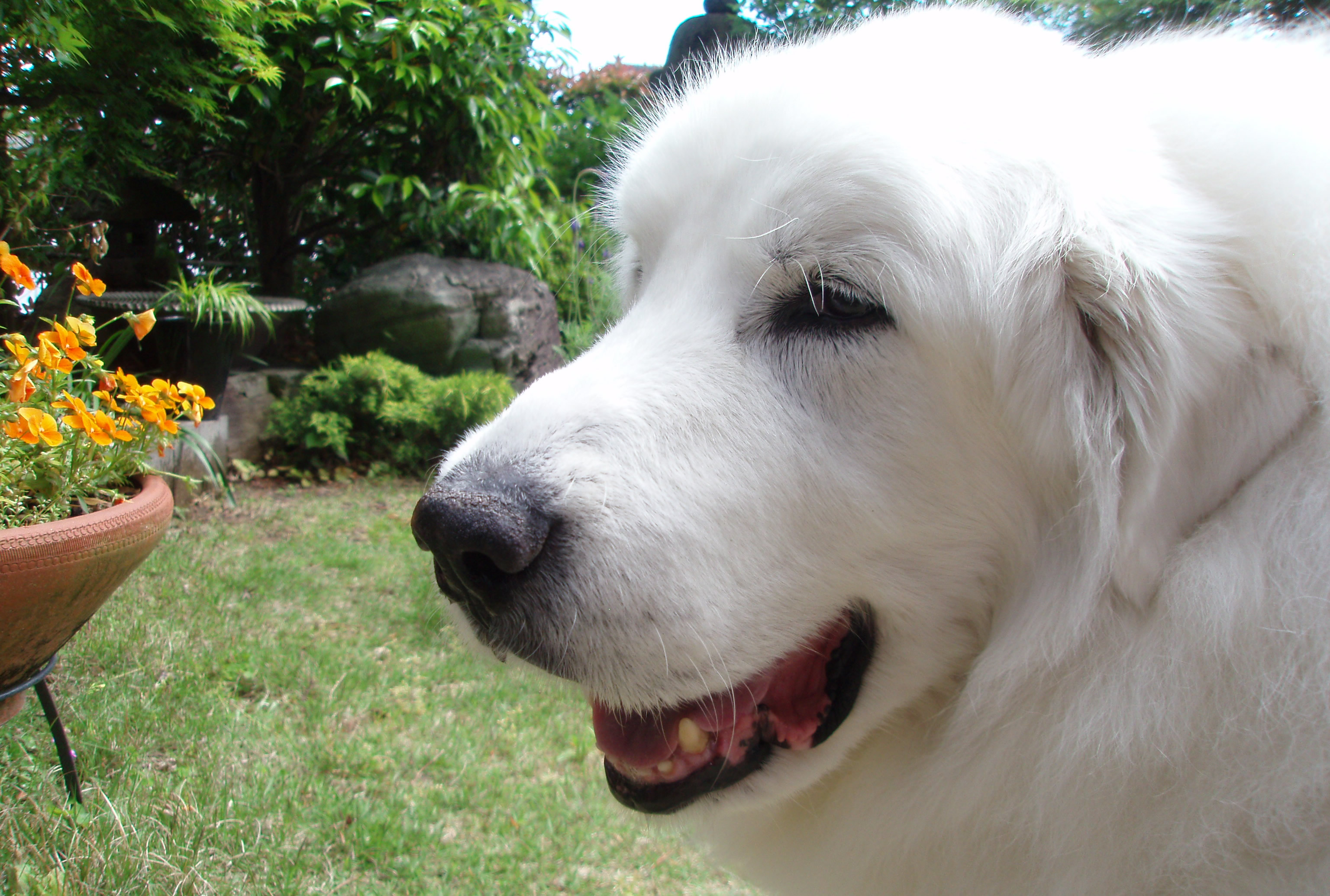 大型犬の老犬介護のヒントに グレートピレニーズの介護体験記 愛犬との旅行ならイヌトミィ