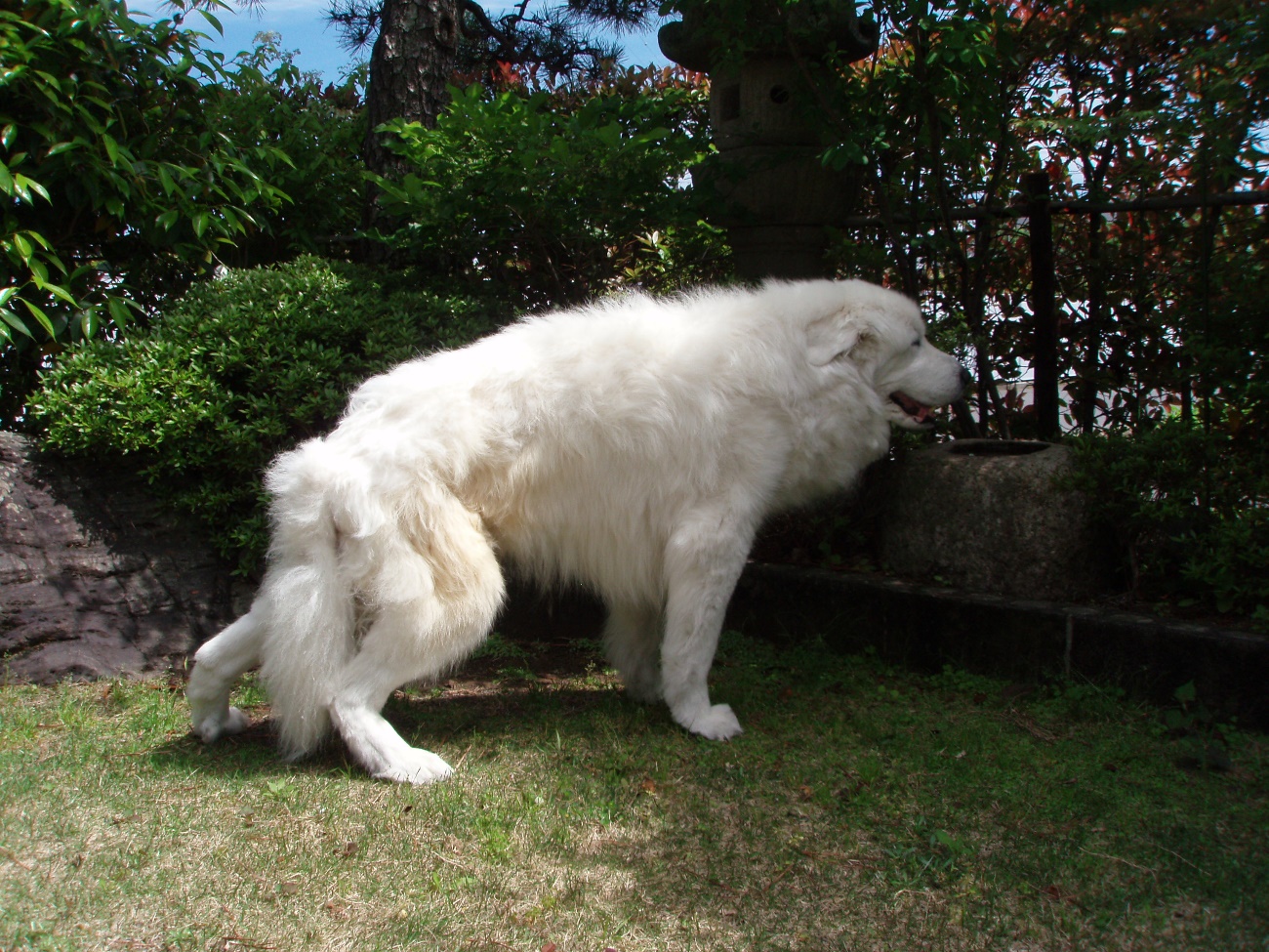 大型犬の老犬介護のヒントに グレートピレニーズの介護体験記 愛犬との旅行ならイヌトミィ