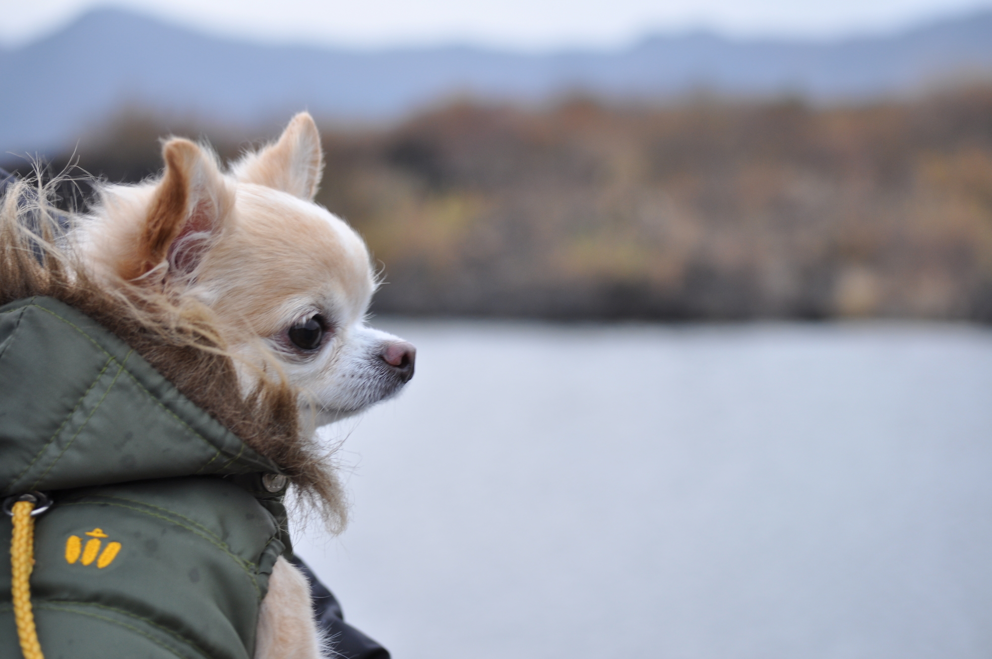 のんびり田舎道をドライブしながら 田貫湖周辺でワンちゃんと遊ぼう 愛犬との旅行ならイヌトミィ