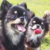 愛犬と思いっきりはしゃいじゃおう！関東近郊の愛犬と行けるテーマパーク7選