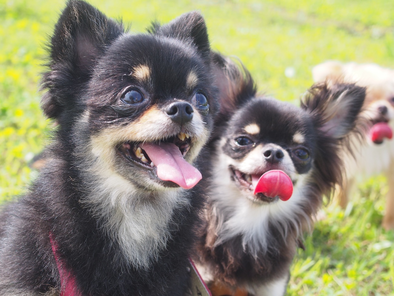 愛犬と思いっきりはしゃいじゃおう 関東近郊の愛犬と行けるテーマパーク7選 愛犬との旅行ならイヌトミィ