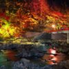 幻想的な日本の夜を…東海エリアで愛犬と一緒に紅葉のライトアップを鑑賞しよう！