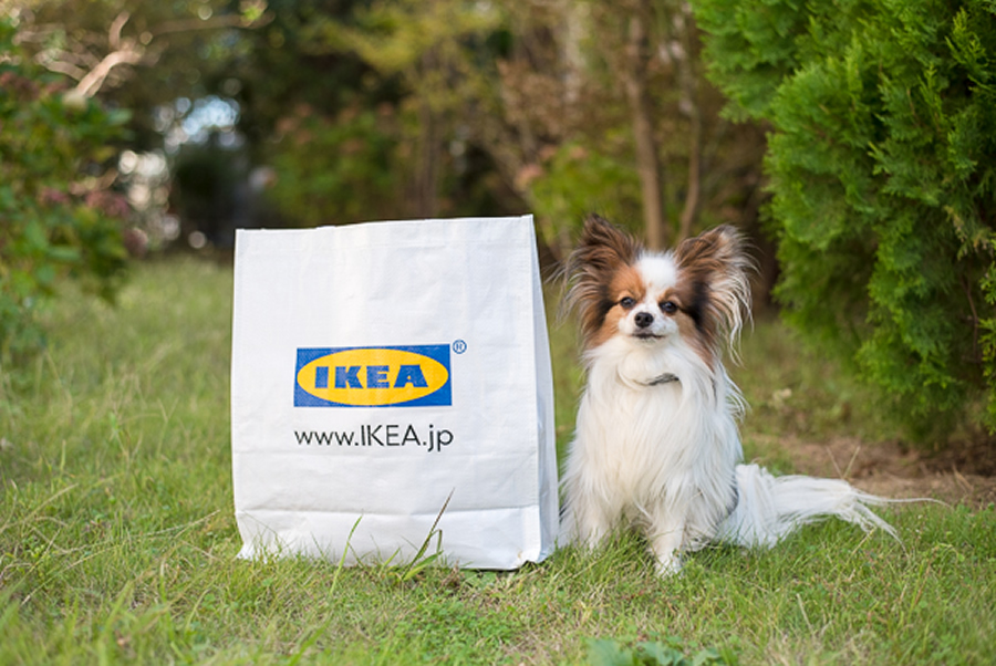 10月から発売中のikeaペット用品 ルールヴィグ を愛犬家による辛口レビュー 愛犬との旅行ならイヌトミィ