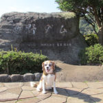 ＜秋の伊豆高原旅行Part1＞愛犬と一緒にハイキング！一碧湖・沼池＆松川湖・奥野ダム