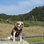 愛犬と一緒に二泊三日旅行！御宿町のおすすめお散歩コース＜千葉県夷隅郡＞