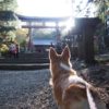 愛犬と秋の富士山ドライブPart2〈パワースポットで有名な北口本宮冨士浅間神社〉