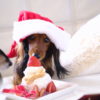 愛犬に食べさせたい！かわいくてカラダにもいいクリスマスケーキ特集♪