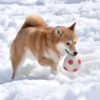 都内から一面の銀世界へ！愛犬と一緒に雪遊びができるスポット特集