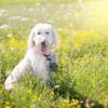 冬でもお花の観賞！？愛犬と一緒にお散歩したいお花の島「淡路島」のおすすめスポット３選！