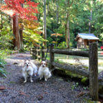 店内ＯＫの茶屋も！静岡県で愛犬と一緒に紅葉も楽しめる「小國神社」潜入レポ