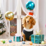 愛犬と過ごすクリスマスにもオススメ！ちょっと贅沢な食事が楽しめるレストラン5選