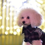 今夜は愛犬とロマンチックな夜を！関東でワンちゃんとイルミネーションを楽しめるスポット7選♪