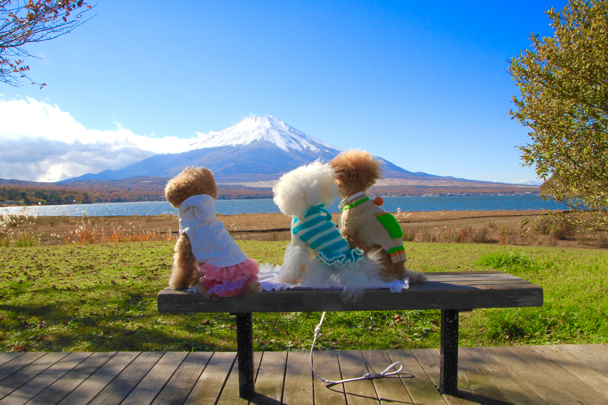 犬 と 行ける 絶景