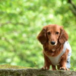 【静岡市清水区にクローズアップ！】愛犬と一緒に行きたい！景色が綺麗でオープンな自然公園＆有名観光スポット６選