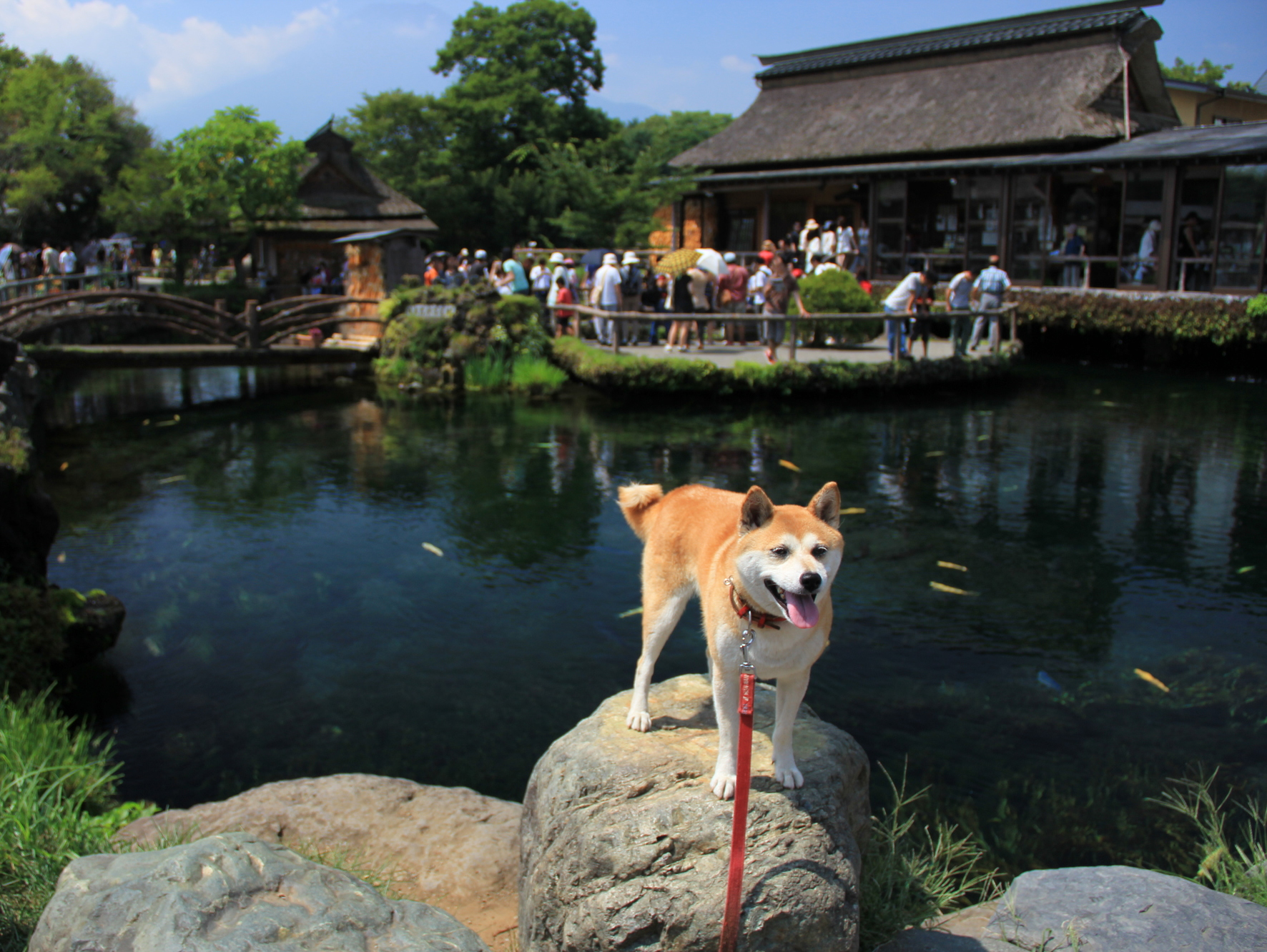 富士五湖 冬の旅行でも愛犬と一緒に楽しめるおすすめスポット７選 愛犬との旅行ならイヌトミィ