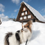 愛犬と一緒に世界遺産巡り、冬の「白川郷」へ潜入！＜岐阜県＞