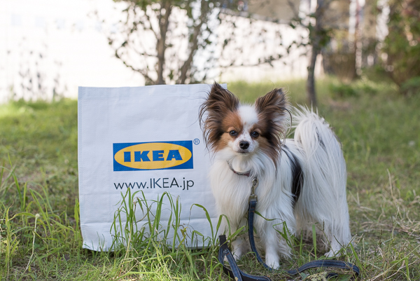 17年10月オープンのikea長久手店へ Ikeaペット用品 ルールヴィグ 12月から登場した新アイテムを調査 愛犬との旅行ならイヌトミィ