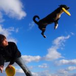 愛犬のしつけは「自分で行う派」or「預ける派」? ドッグトレーナーに聞くベストなしつけの環境とは!