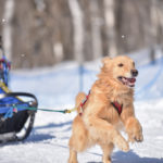 雪遊びが得意なワンちゃん必見！関東周辺の愛犬と楽しめるウィンタースポーツ大会特集2018
