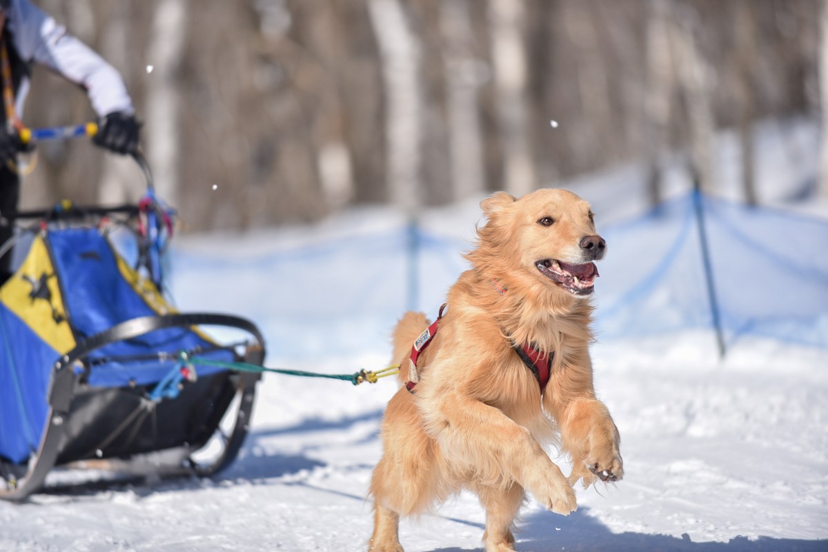 雪遊びが得意なワンちゃん必見 関東周辺の愛犬と楽しめるウィンタースポーツ大会特集18 愛犬との旅行ならイヌトミィ 雪遊びが得意なワンちゃん必見 関東周辺の愛犬と楽しめるウィンタースポーツ大会特集18 愛犬との旅行ならイヌトミィ
