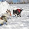 愛犬と雪遊びデビュー計画大作戦！オススメの関東周辺ペット可宿特集付き！