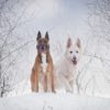 【3月下旬まで雪を満喫】人気の日光・那須周辺で愛犬と一緒に冬の雪遊び旅行！