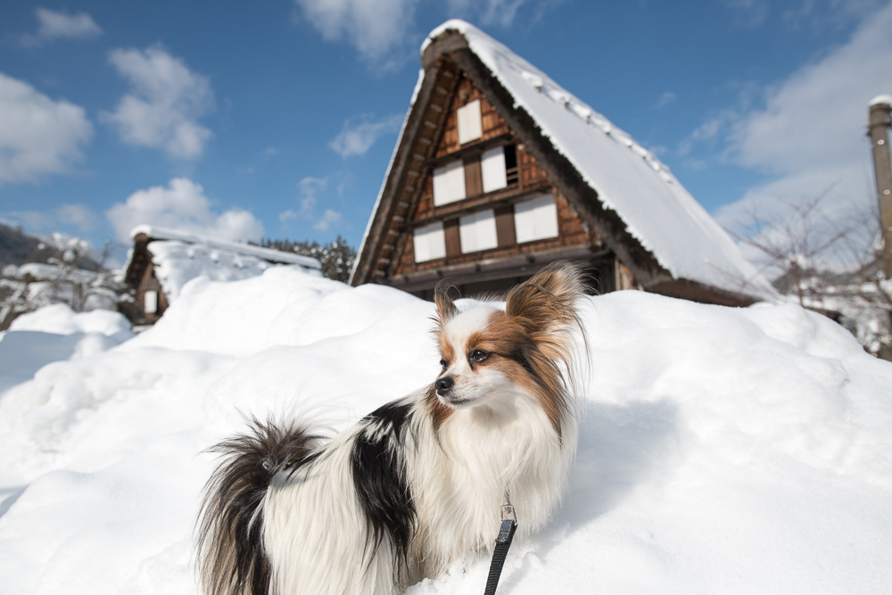 愛犬と一緒に世界遺産巡り 冬の 白川郷 へ潜入 岐阜県 愛犬との旅行ならイヌトミィ